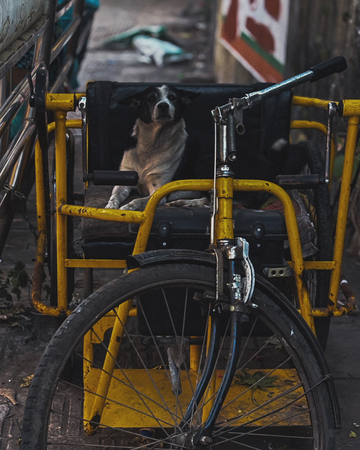 A Handicapped Dog by Aaryaman Deora