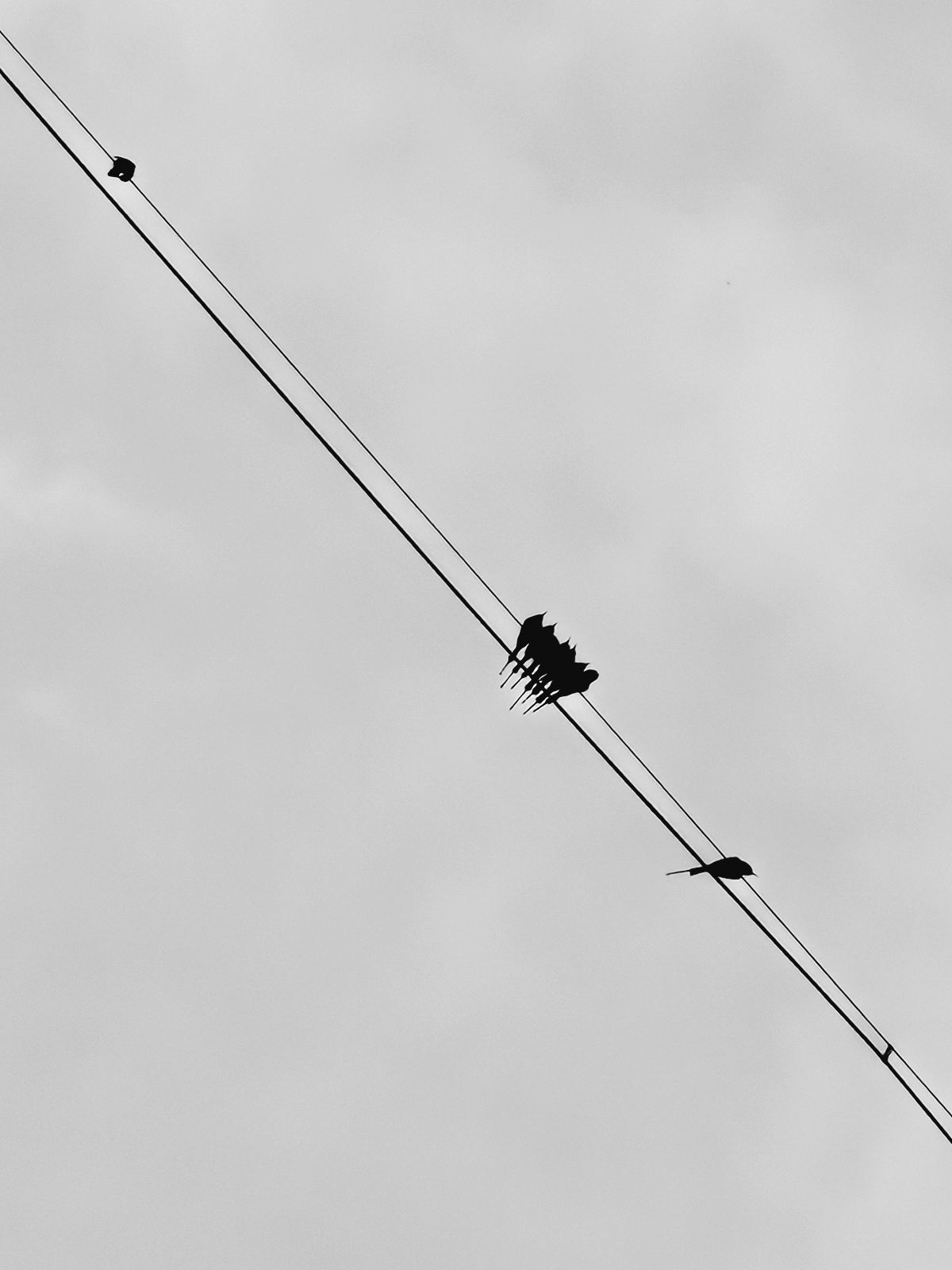 Birds of a Flock by Ryan Shivnani