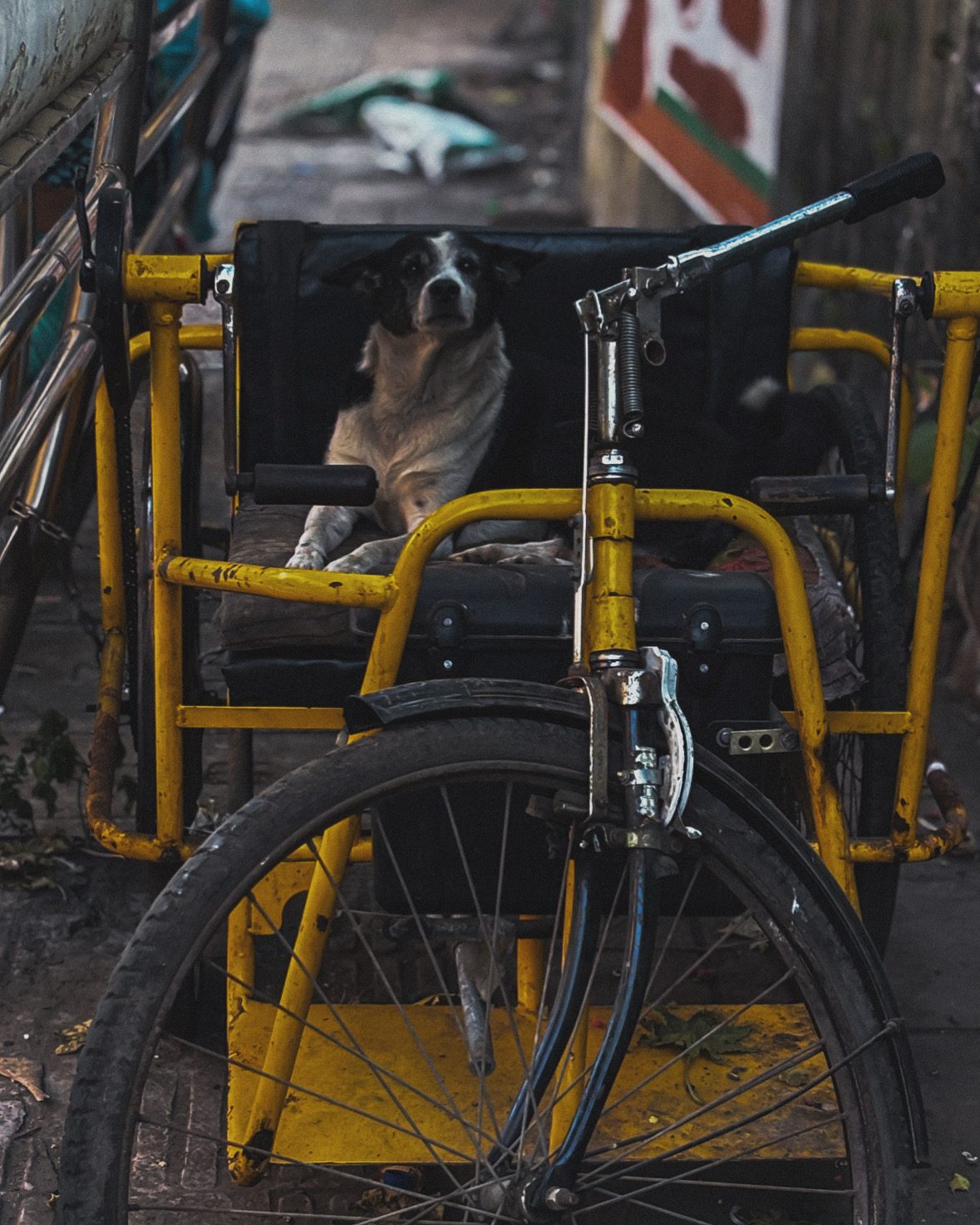 A Handicapped Dog by Aaryaman Deora