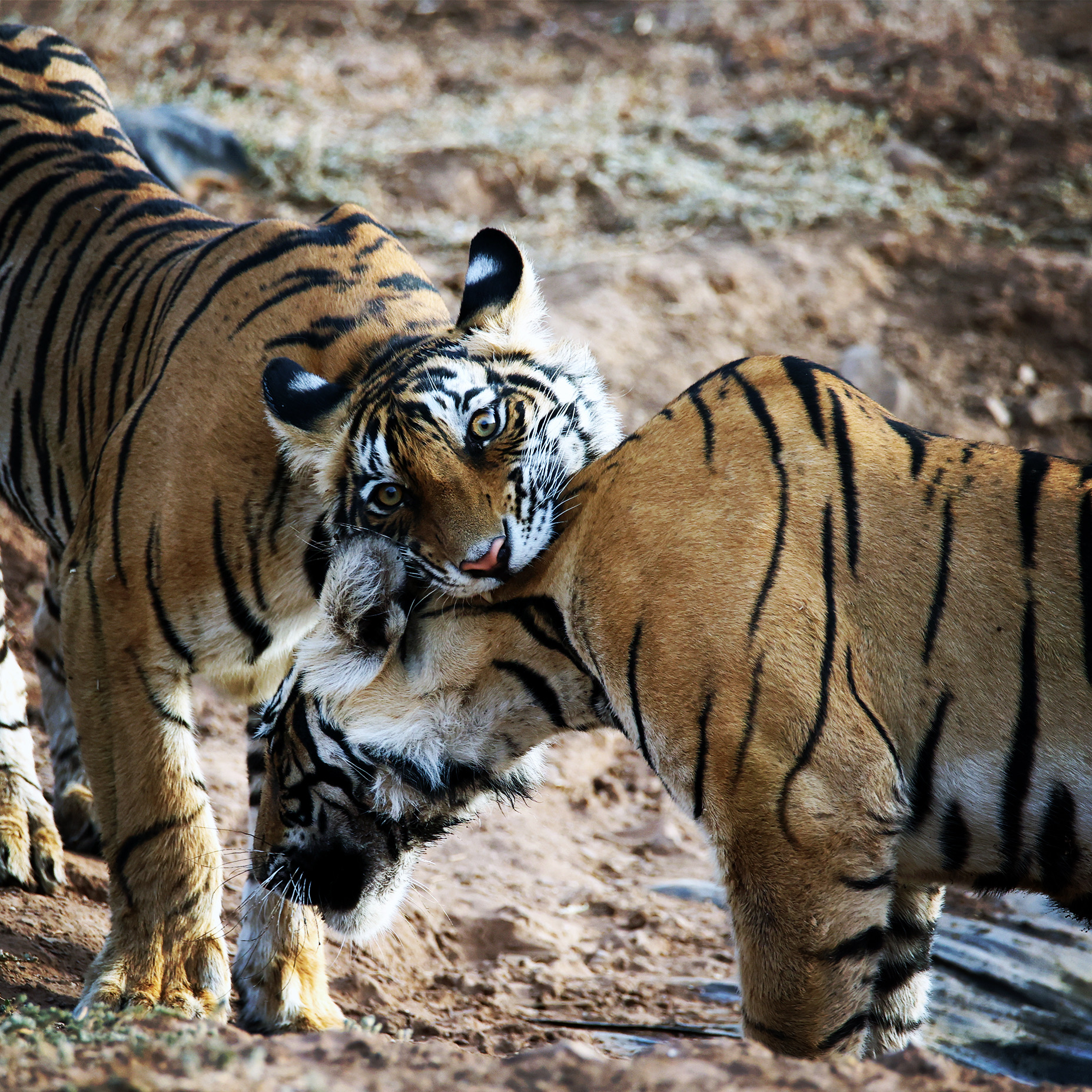 Sibling Love by Manan Gupta