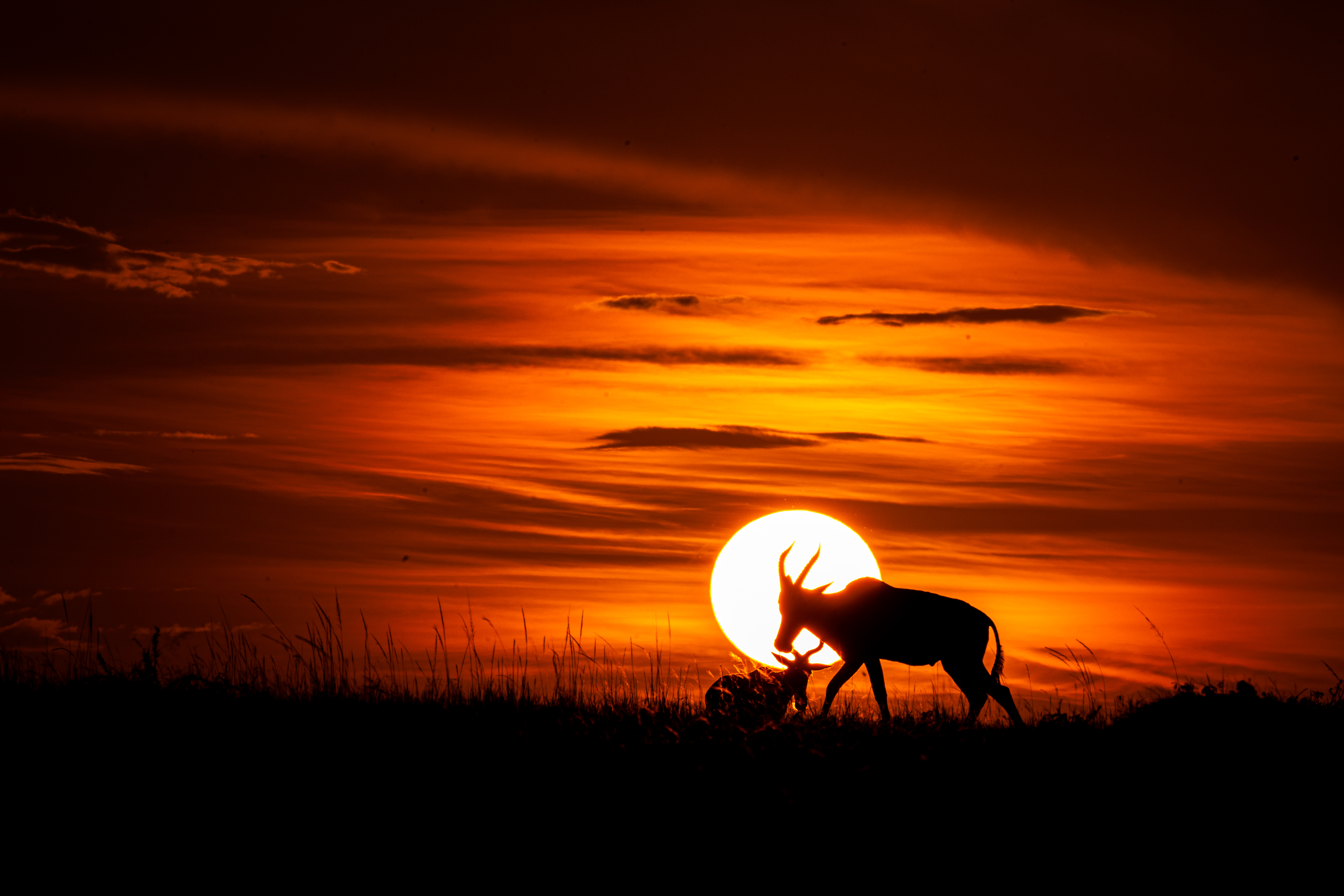 Mother Love Under the Silioute by Manan Gupta