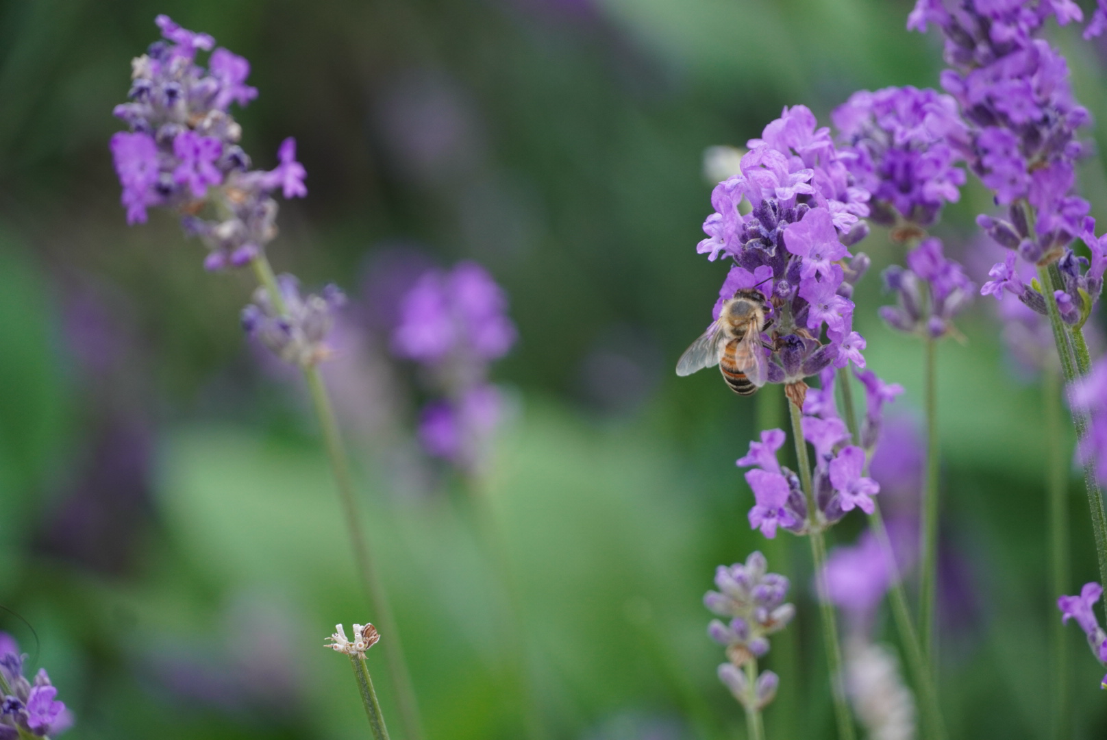 Nature in the City by Anvita Chandra