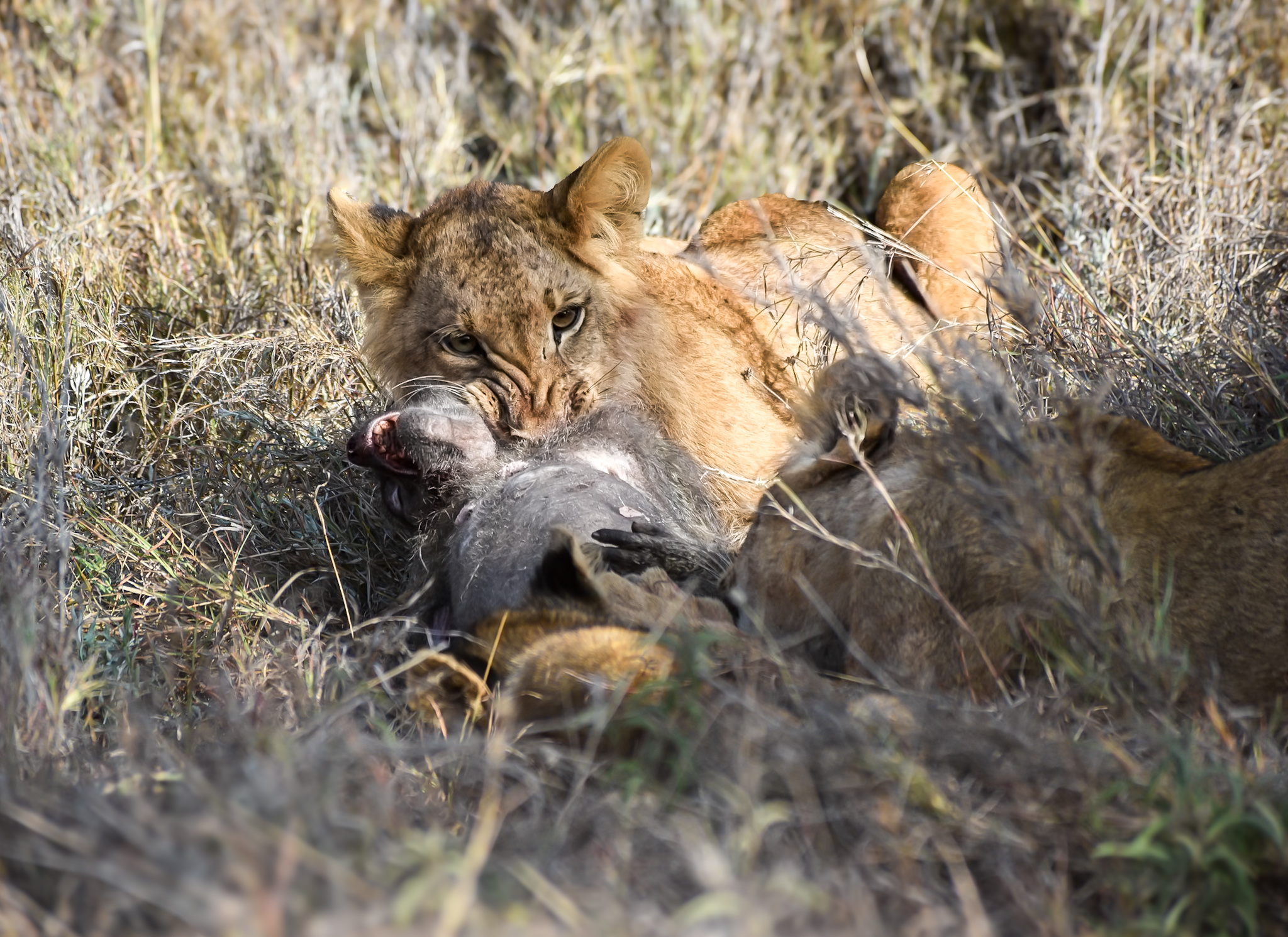 Tug of War by Anusha Jain