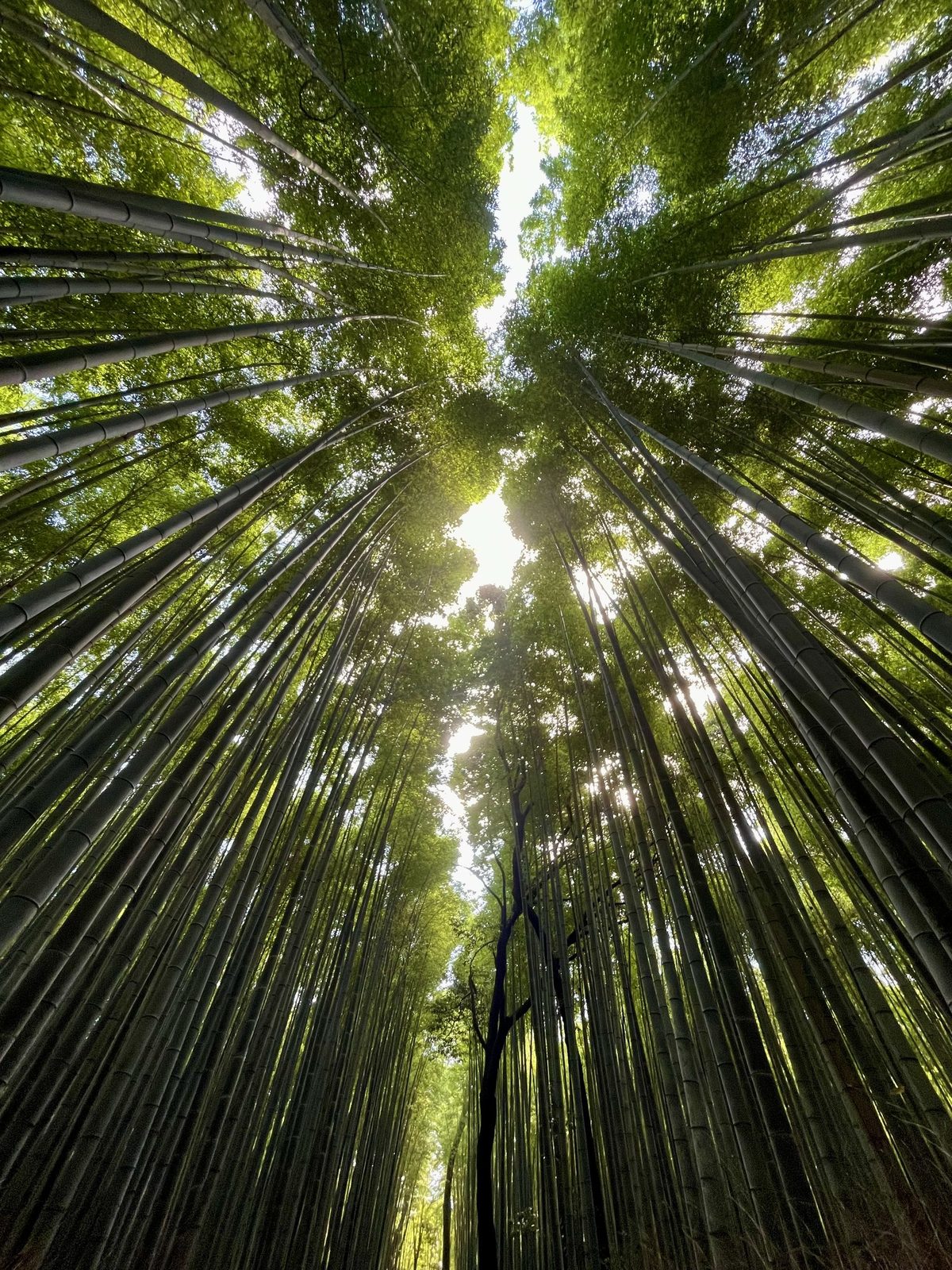 Nature’s Pillars by Aparajita Dutta